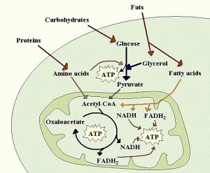 BODY CONTOURING:  METABOLISM scheme