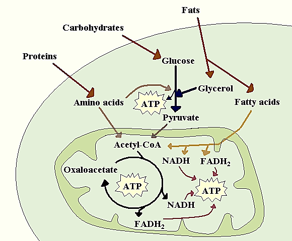 Metabolism scheme