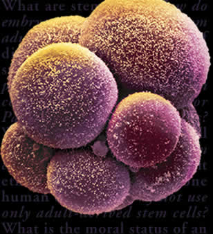 Blog - STEM CELLS AND PLASTIC SURGERY Photo 