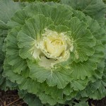 Cruciferous vegetables