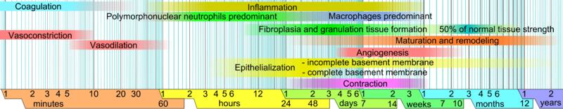 Wound-healing-phases