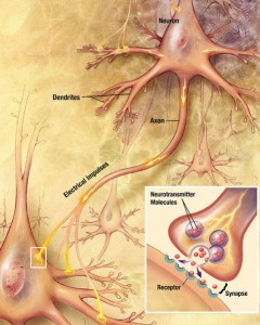 Exercise and the Brain