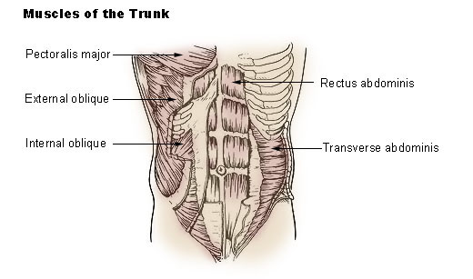 Muscles of the Trunk
