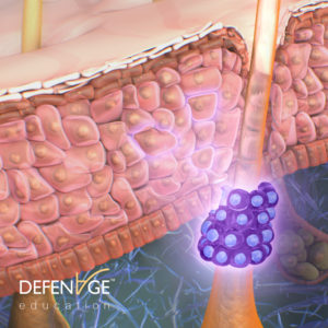 Stem Cells in the hair follicles are activated by Defenage to rejuvenate the skin.